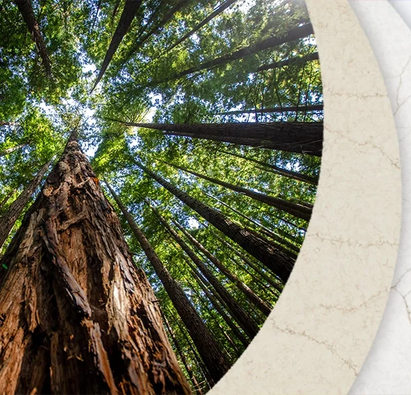 thumbnail for Heratage Crescent Quartz Collection featuring a an image of the California Redwoods