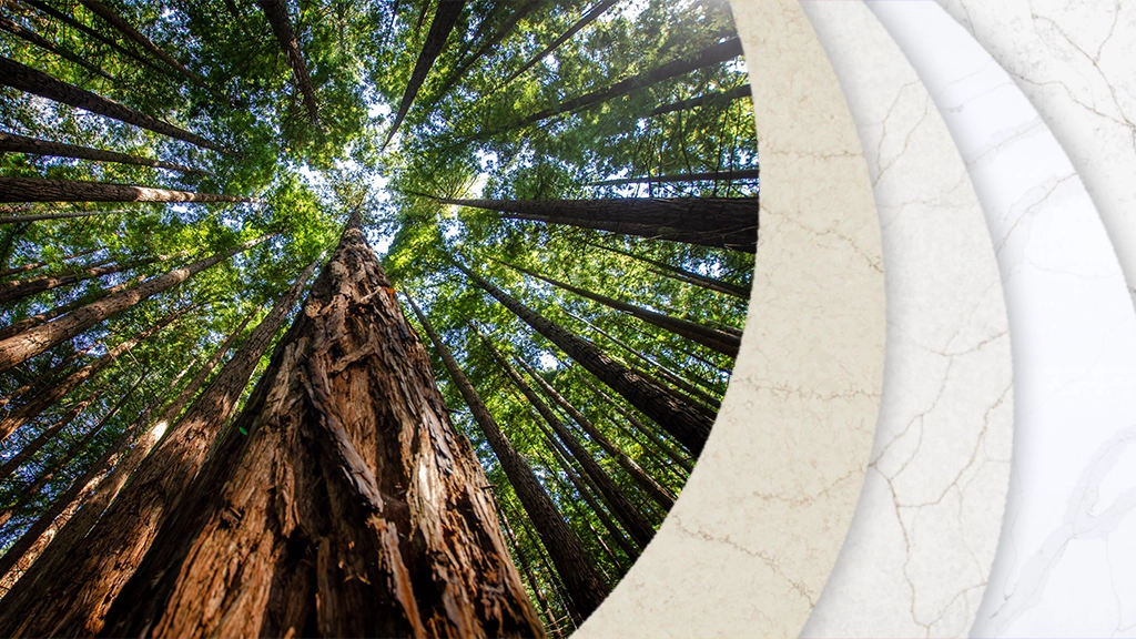 thumbnail for Heratage Crescent Quartz Collection featuring a an image of the California Redwoods